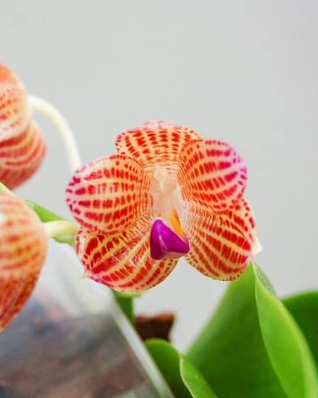 Phalaenopsis javanica 9 Phalaenopsis javanica 2048x1362