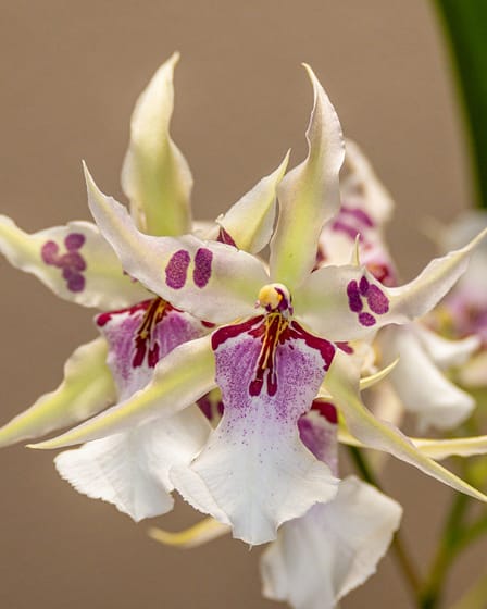Beallara Peggy Ruth Carpenter 'Morning Joy' 10 Beallara peggy ruth carpenter morning joy