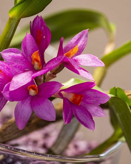 Dendrobium Hibiki 1 Bvo 7948