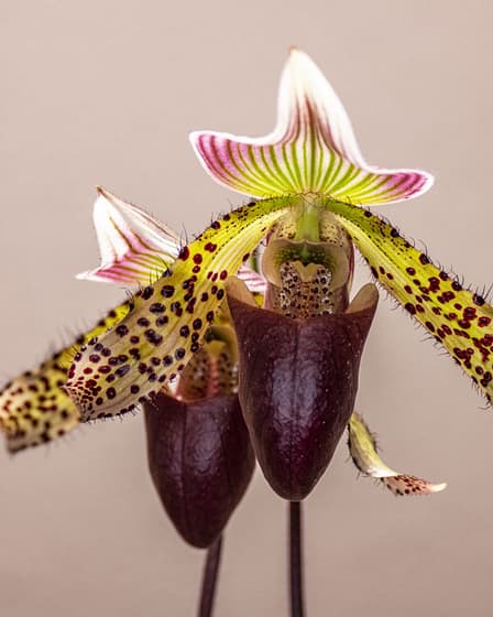 Paphiopedilum callosum 'Big' x sukhakulii 2 Bvo 8034