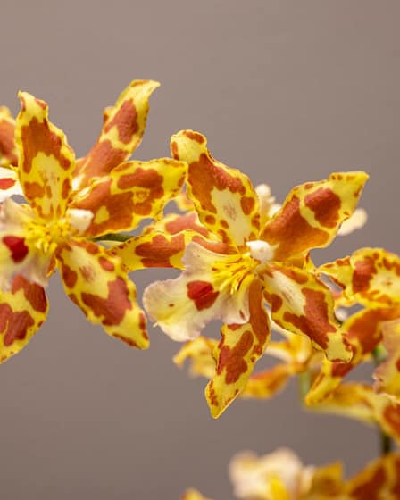 Odontocidium Tiger Tail 2 Odontocidium tiger tail 7
