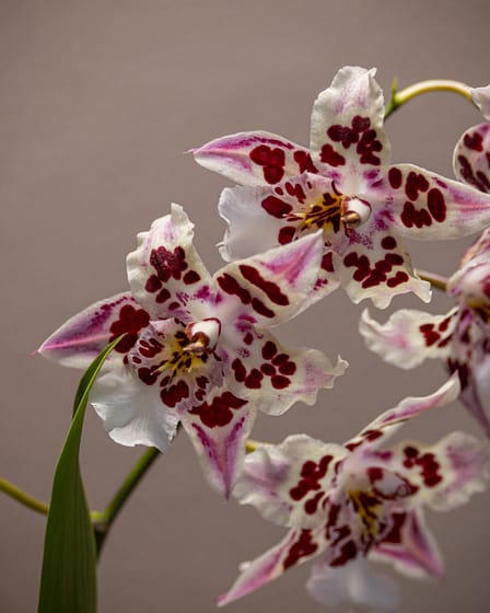 Odontoglossum Nippon 3 Odontoglossum nippon 5