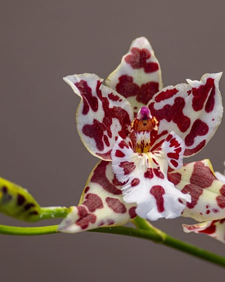 Odontoglossum Zebra 9 Odontoglossum zebra 3
