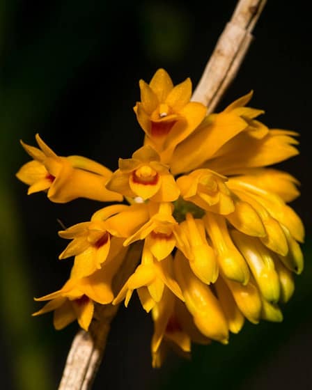 Dendrobium tiongii 1 12622379 10205740936938829 153958232046073775 o