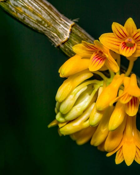 Dendrobium bullenianum 3 12710922 10205858169269564 7672781979463146945 o