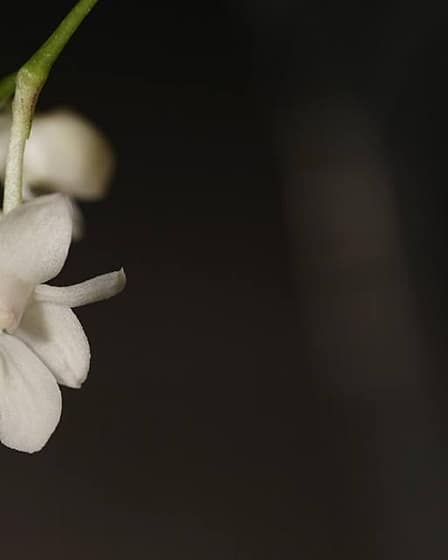 Dendrobium aberrans 1 1520682 10205707341418962 3808078515784606625 n