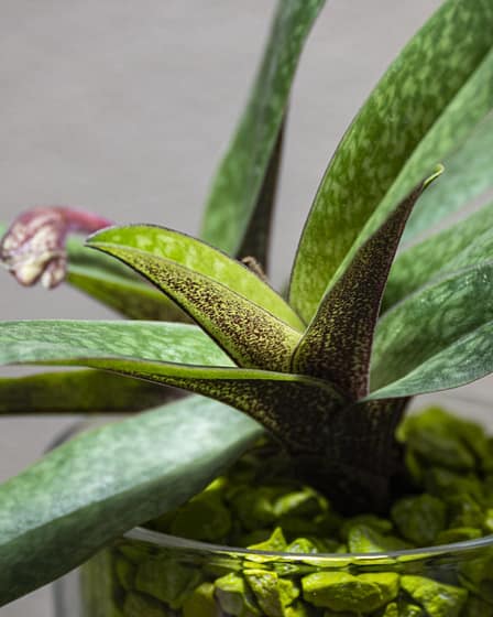 Paphiopedilum (niveum x wenshanense) x charlesworthii 8 Bvo 8620