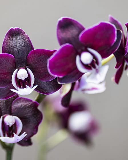 Phalaenopsis Black Widdow 7 Phalaenopsis black widdow 1