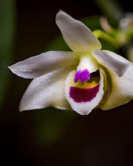 Dendrobium scoriarum 5 Dendrobium scoriarum