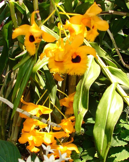 Dendrobium fimbriatum 8 Dendrobium fimbriatum v. oculatum