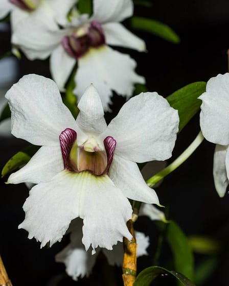 Dendrobium sanderae v. major 2 Dendrobium sanderae var. major