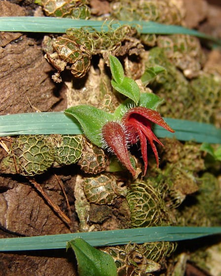 Porpax gigantea 6 Porpax gigantea