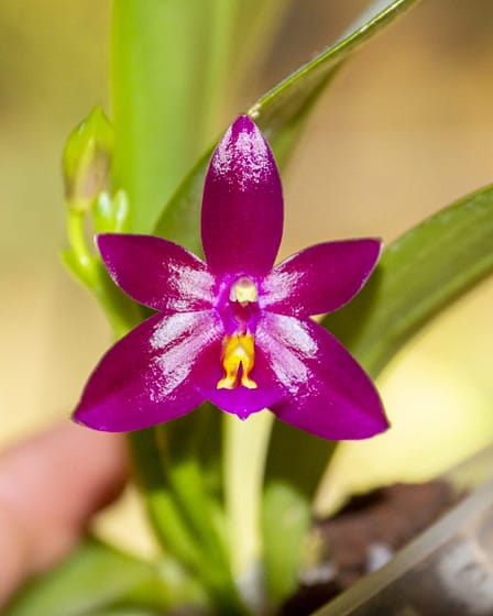Phalaenopsis Valentinii 8 Dsc02438