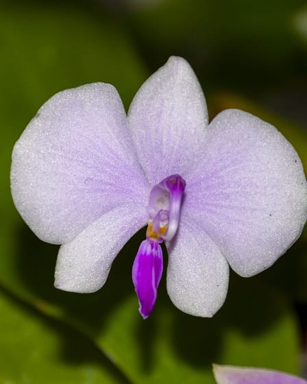 Phalaenopsis lowii 9 Phalaenopsis lowii