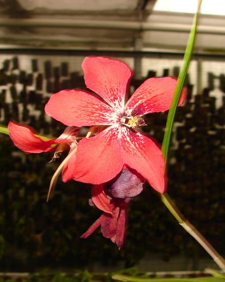 Dendrobium cinnabarinum 7 Dsc09441