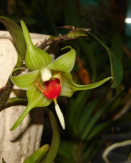 Dendrobium tobaense 8 Dendrobium tobaense