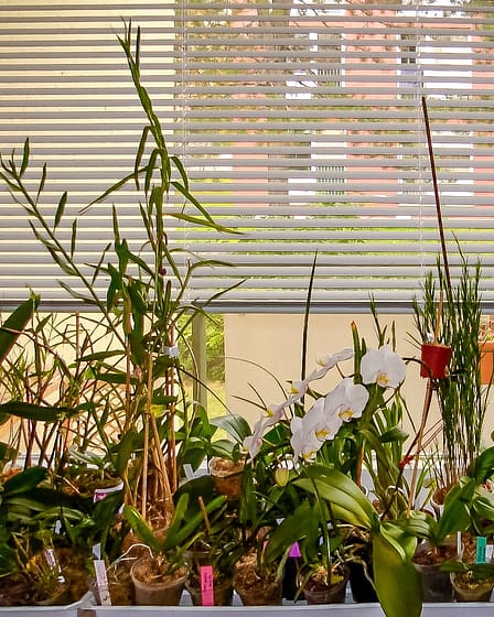 Orchideenfenster Kompass 4 Dsc09744