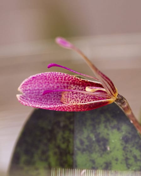 Restrepia elegans 1 Restrepia elegans 6