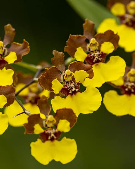 Oncidium Rainer 10 Bvo 1940
