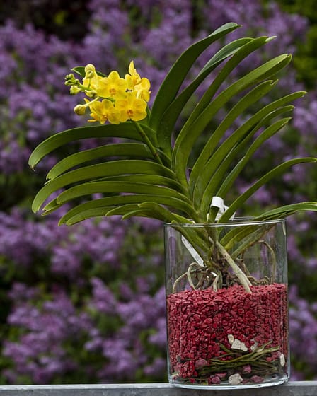 Vanda im Glas mit Colomi 9 Bvo 1991