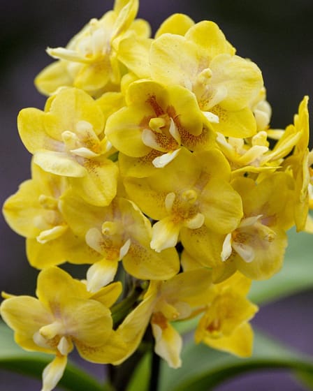 Phalaenopsis (Doritaenopsis) Sogo Banana 1 Bvo 2602
