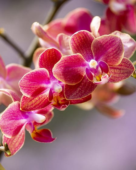🌺 Phalaenopsis Diffusion – Zarte Blüten in kräftigem Farbspiel 4 Bvo 2728