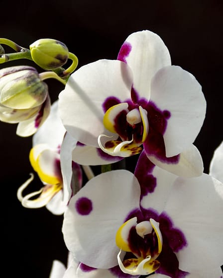 Wohlfühl-Temperaturen für Orchideen 8 Bvo 2760