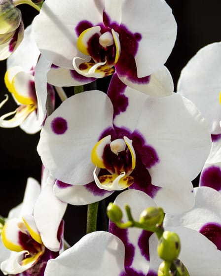 Phalaenopsis Elegant 'Polka Dots' 2 Bvo 2765