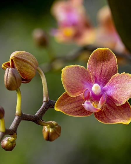 Phalaenopsis Dusty Belle 3 Bvo 2779