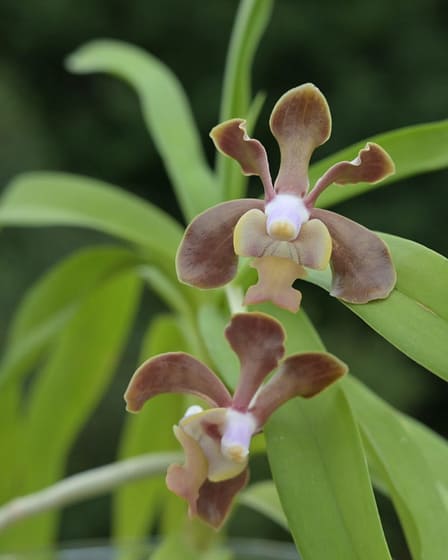 Vanda brunnea 7 Bvo 1461