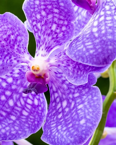 Vanda Lake Michigan 6 Bvo 2222