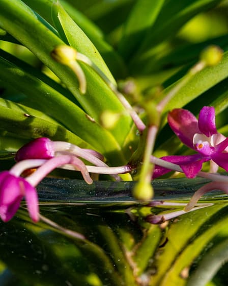 🌸 Ascofinetia Cherry Blossom – Wenn der Zufall zur Blüte führt 4 Bvo 2696