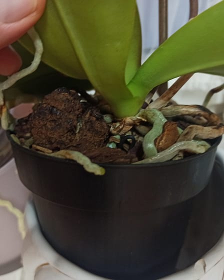 Umtopfen? Echt jetzt?! 2 1667716160045