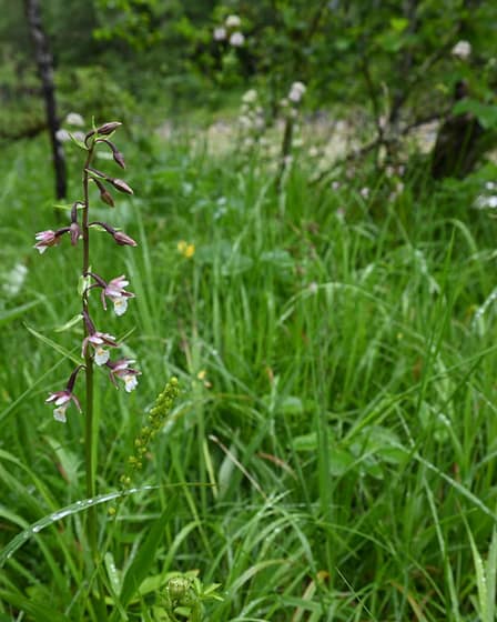 Sumpf-Stendelwurz (Epipactis palustris) 3 117920014 10217454416528498 1634176946261502368 n