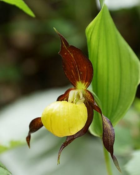 Frauen- & Wanderschuhe 2 Gelbe Frauenschuh oder Gelb-Frauenschuh (Cypripedium calceolus)