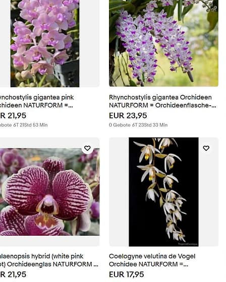 Orchideen Jungpflanzen in Flaschen 10 Orchid babies