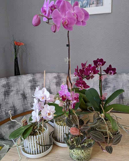 #7 Erfahrung über Colomi 10 Pxl 20230120 111751357