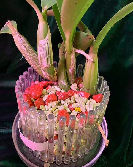 #8 Erfahrung über Colomi 6 Img 9529 1