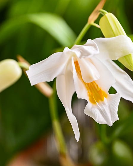 Coelogyne cristata 7 Dsc 0061