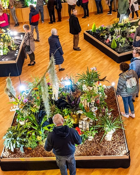 Neu-Ulmer Orchideentage 2024 6 Bvo 0025