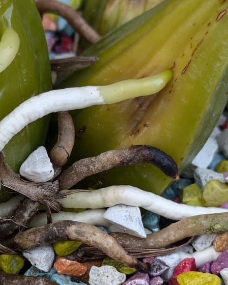 🌱 Colomi als Orchideensubstrat – die beste Wahl für gesunde Wurzeln 5 Raus An Die Frische Luft – Orchideen Update 29.06.2024