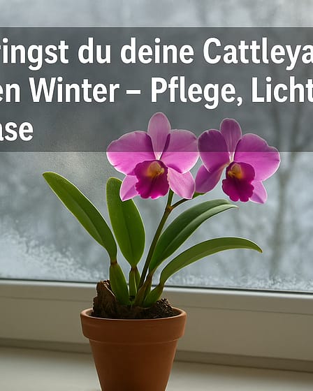❄️ So bringst du deine Cattleya gut durch den Winter – Pflege, Licht & Ruhephase 1 So bringst du deine Cattleya gut durch den Winter