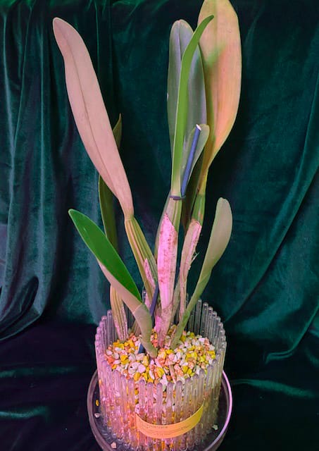 #8 Erfahrung über Colomi 11 IMG_9532_1