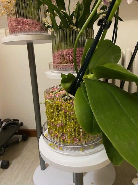 #1 Erfahrung über Colomi 15 IMG_8801