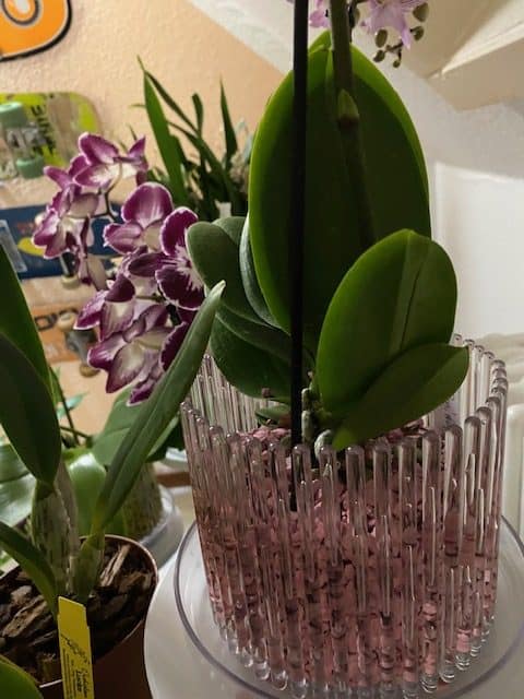 #1 Erfahrung über Colomi 13 IMG_8803