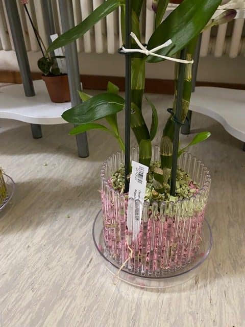 #1 Erfahrung über Colomi 12 IMG_8804