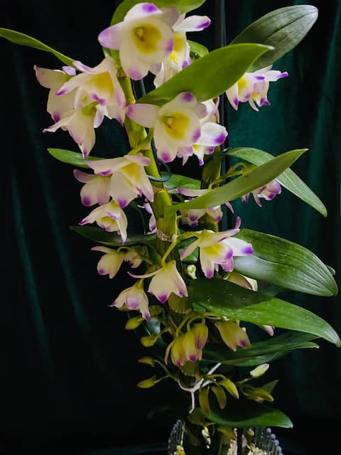 #1 Erfahrung über Colomi 5 IMG_8848