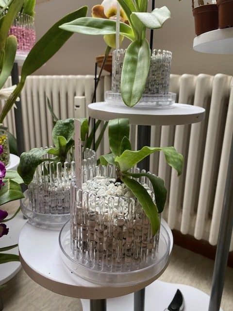 #1 Erfahrung über Colomi 3 IMG_8871