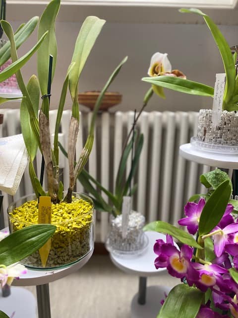 #1 Erfahrung über Colomi 2 IMG_8874