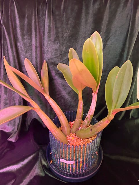 #8 Erfahrung über Colomi 6 IMG_9526_1